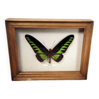 Butterfly frame from Malaysia