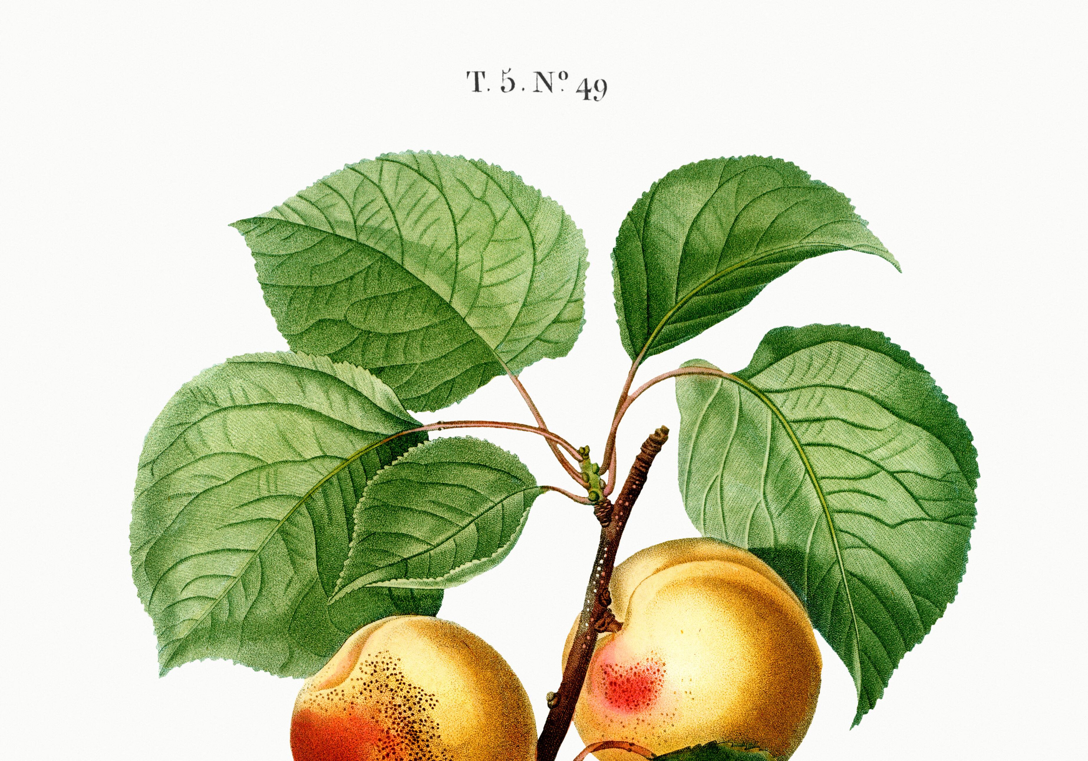 Vintage poster about an apricot tree, based on an engraving from 1802