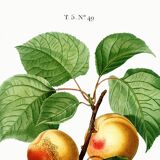 Vintage poster about an apricot tree, based on an engraving from 1802