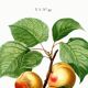 Vintage poster about an apricot tree, based on an engraving from 1802