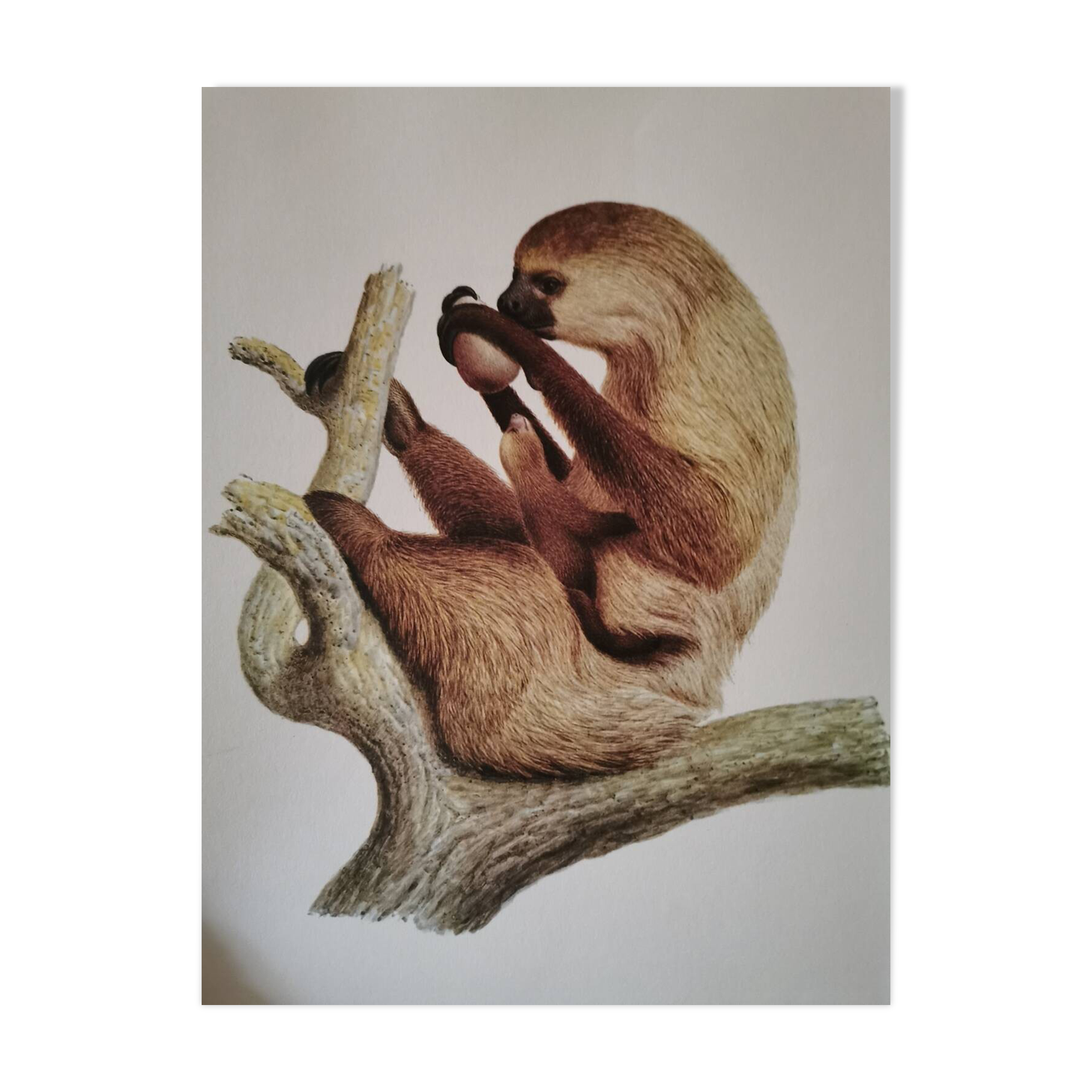 Old zoological plate