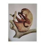 Old zoological plate