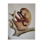 Old zoological plate