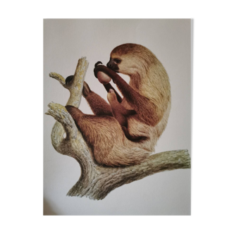 Old zoological plate
