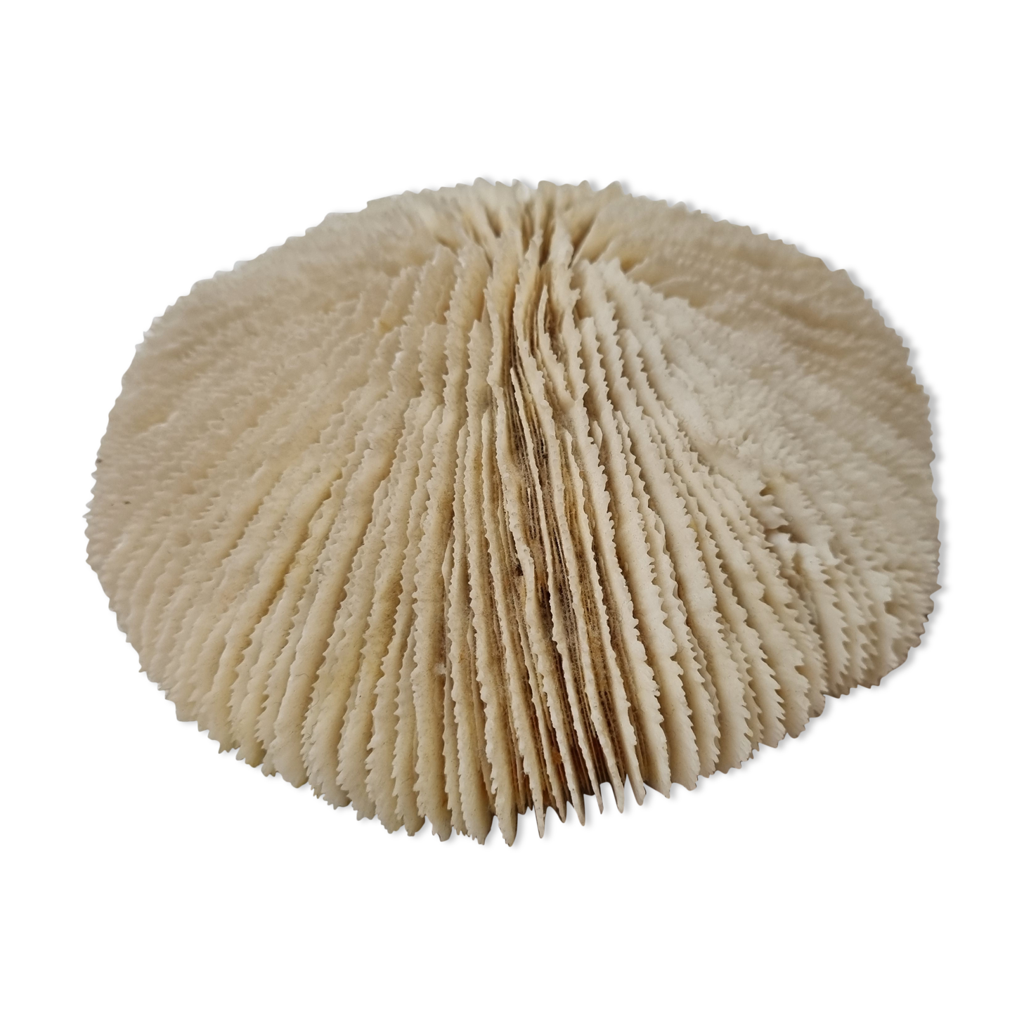 Coral Funga, mushroom, Indian Ocean