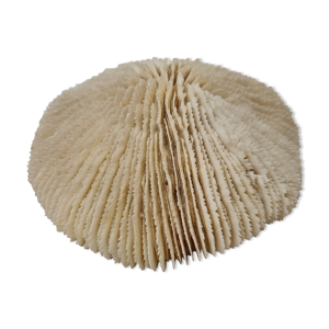 corail Funga, champignon,
