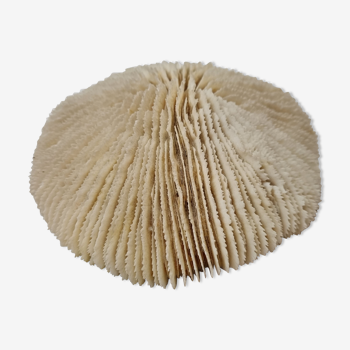 Coral Funga, mushroom, Indian Ocean