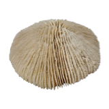 Coral Funga, mushroom, Indian Ocean