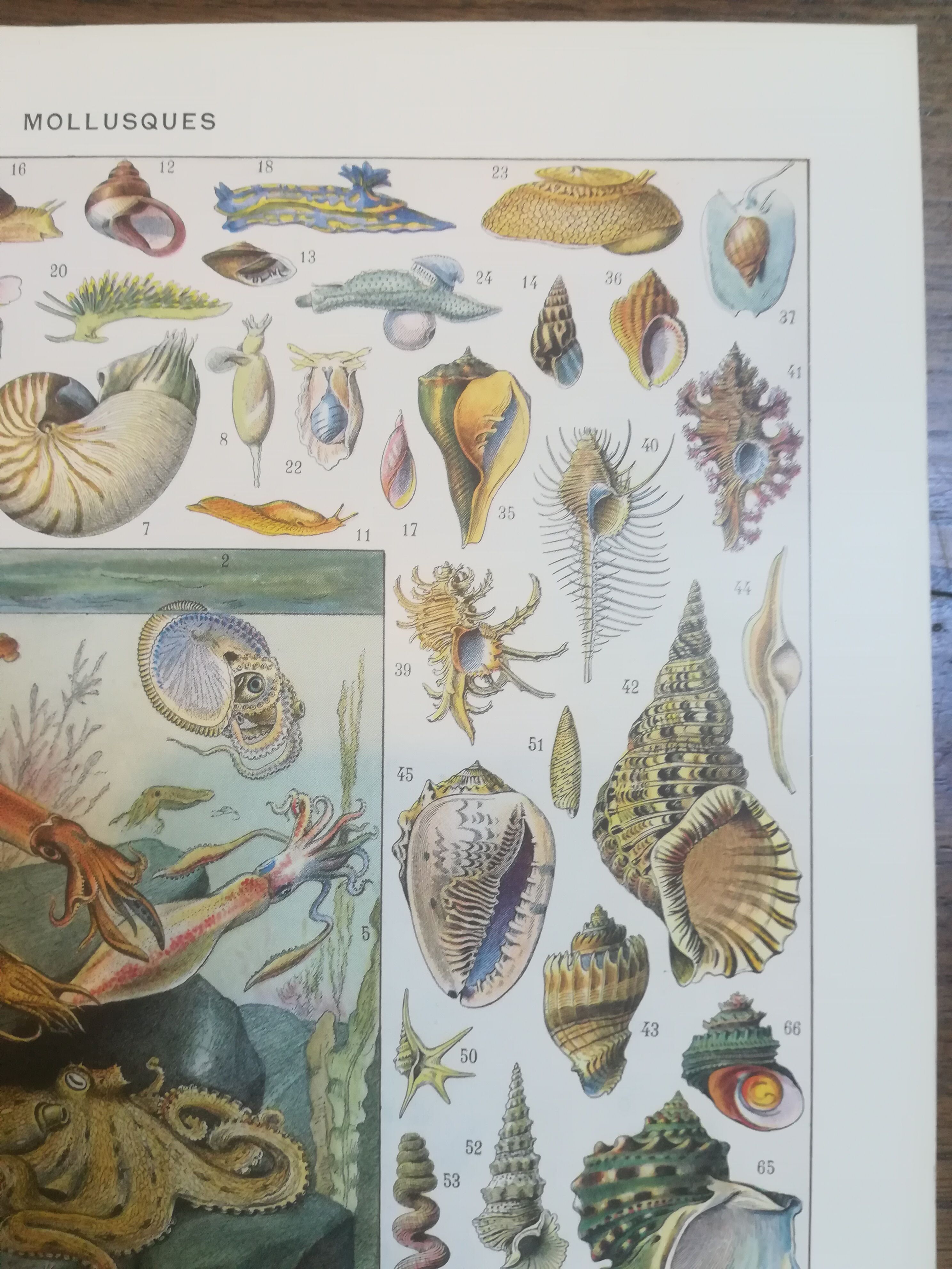 Lithographie sur les coquillages et mollusques de 1928