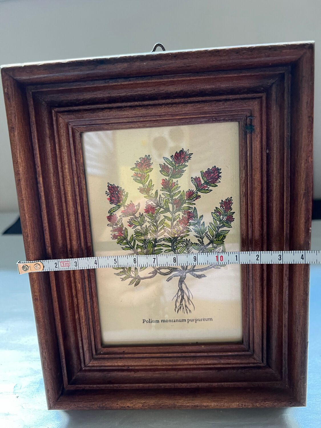 Botanical poster Polium montanum purpureum