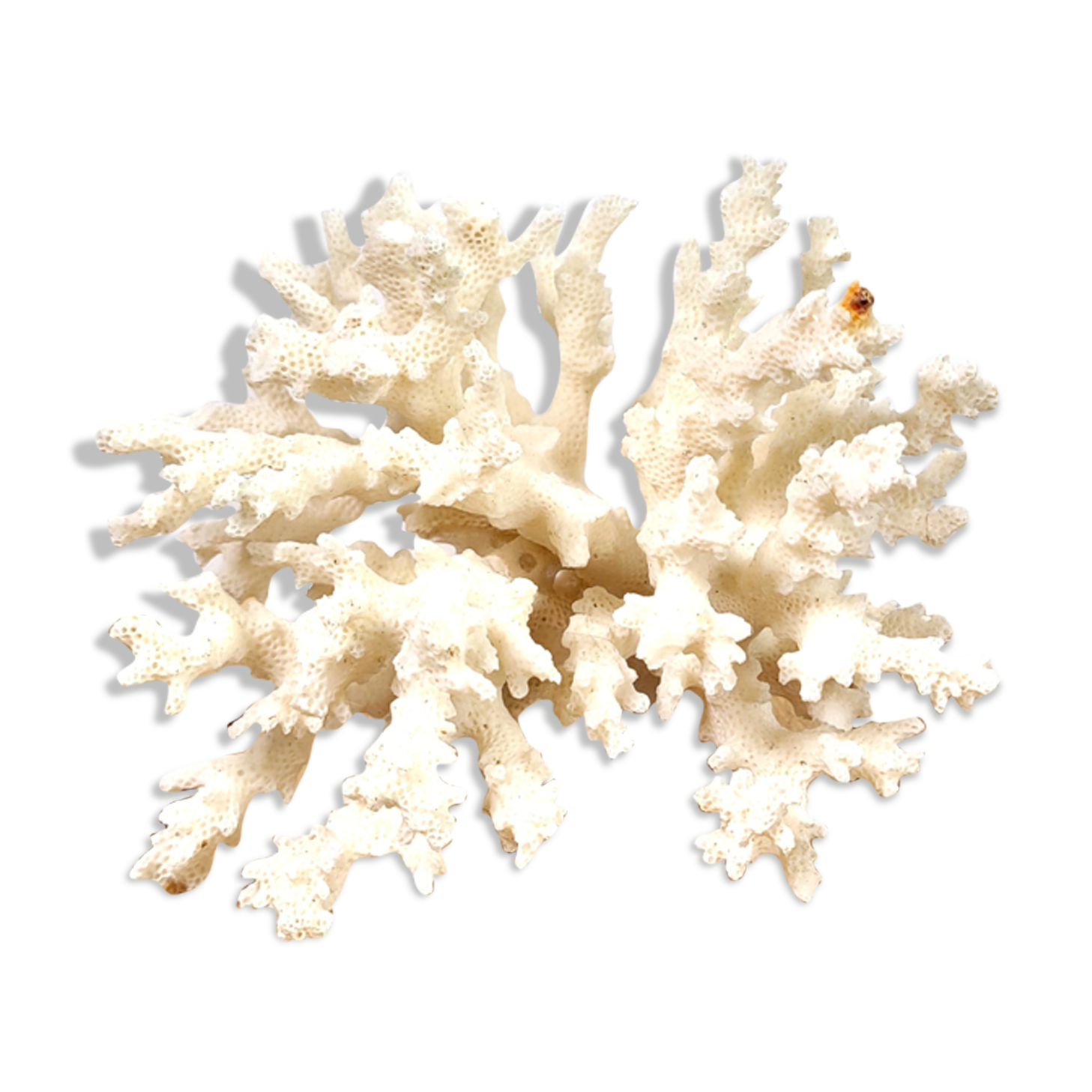 White coral 14cm