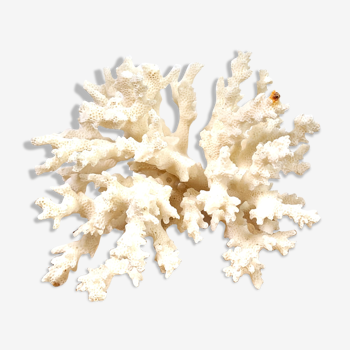 Corail blanc 14cm