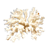 White coral 14cm