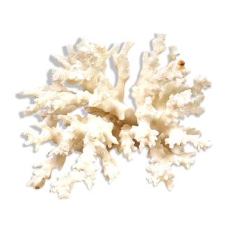 White coral 14cm
