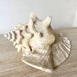 Large conch shell, giant conch