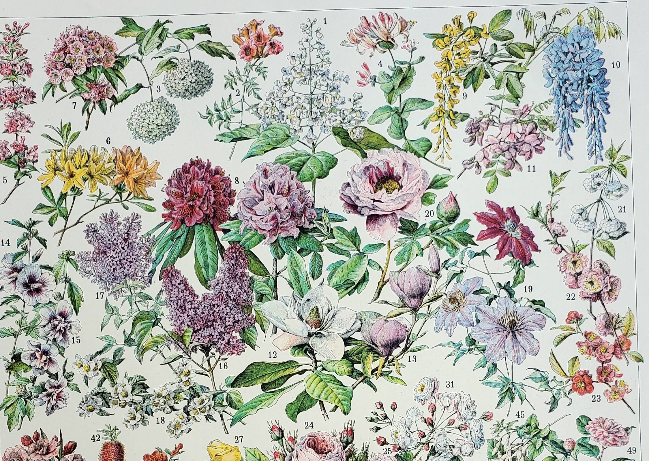 Old engraving 1928, Flower 2, plant, flowerbed, horticulture • Lithograph, Original plate