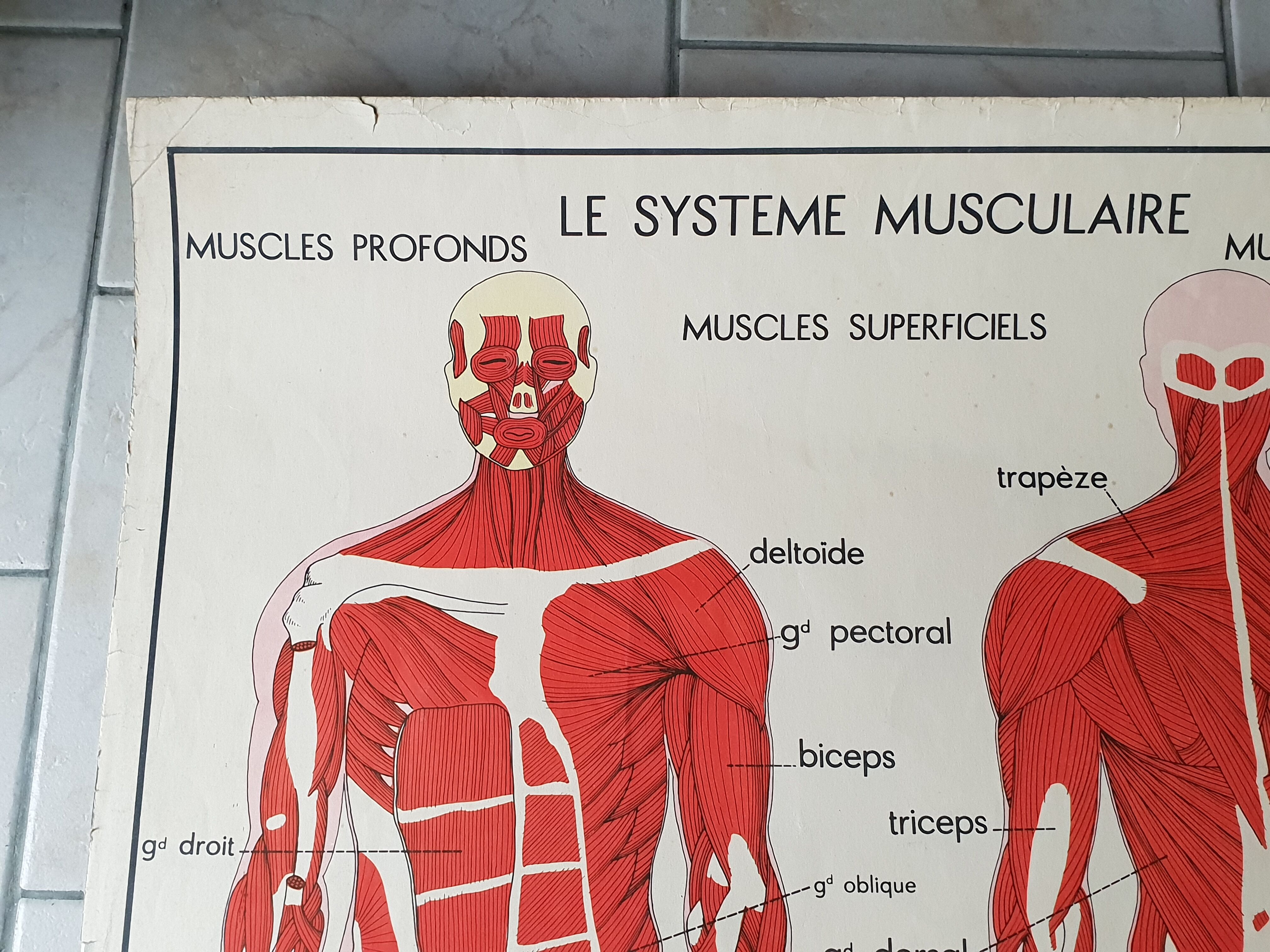 School poster Nightingale No.15 system nervous No.16 System muscle