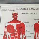 School poster Nightingale No.15 system nervous No.16 System muscle