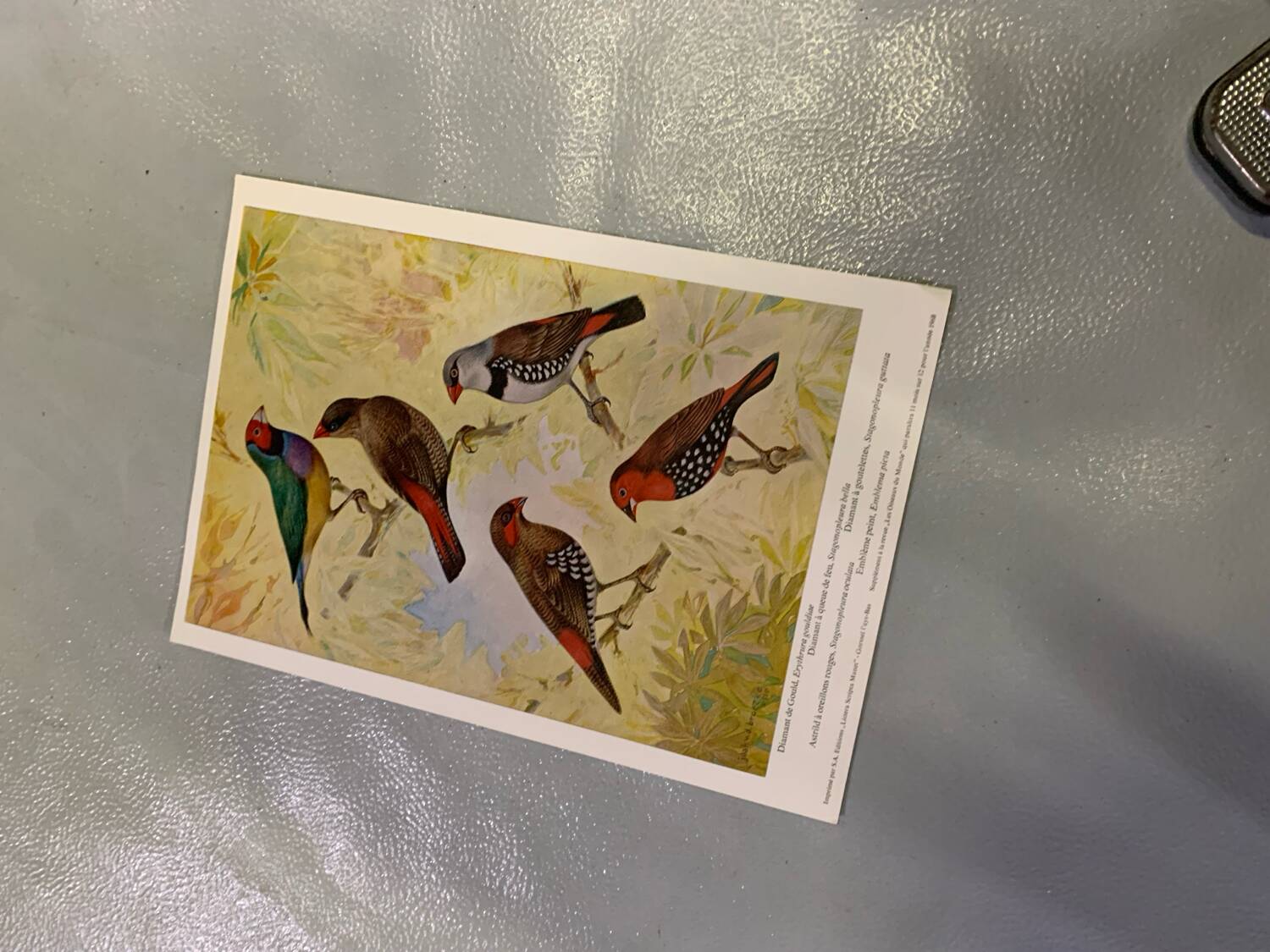 Poster "The Birds of the World" – 1968
