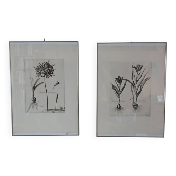 Paire lithographie botanique — Beyit