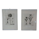 Pair of botanical lithographs