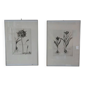 Pair of botanical lithographs