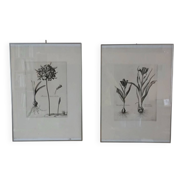 Pair of botanical lithographs