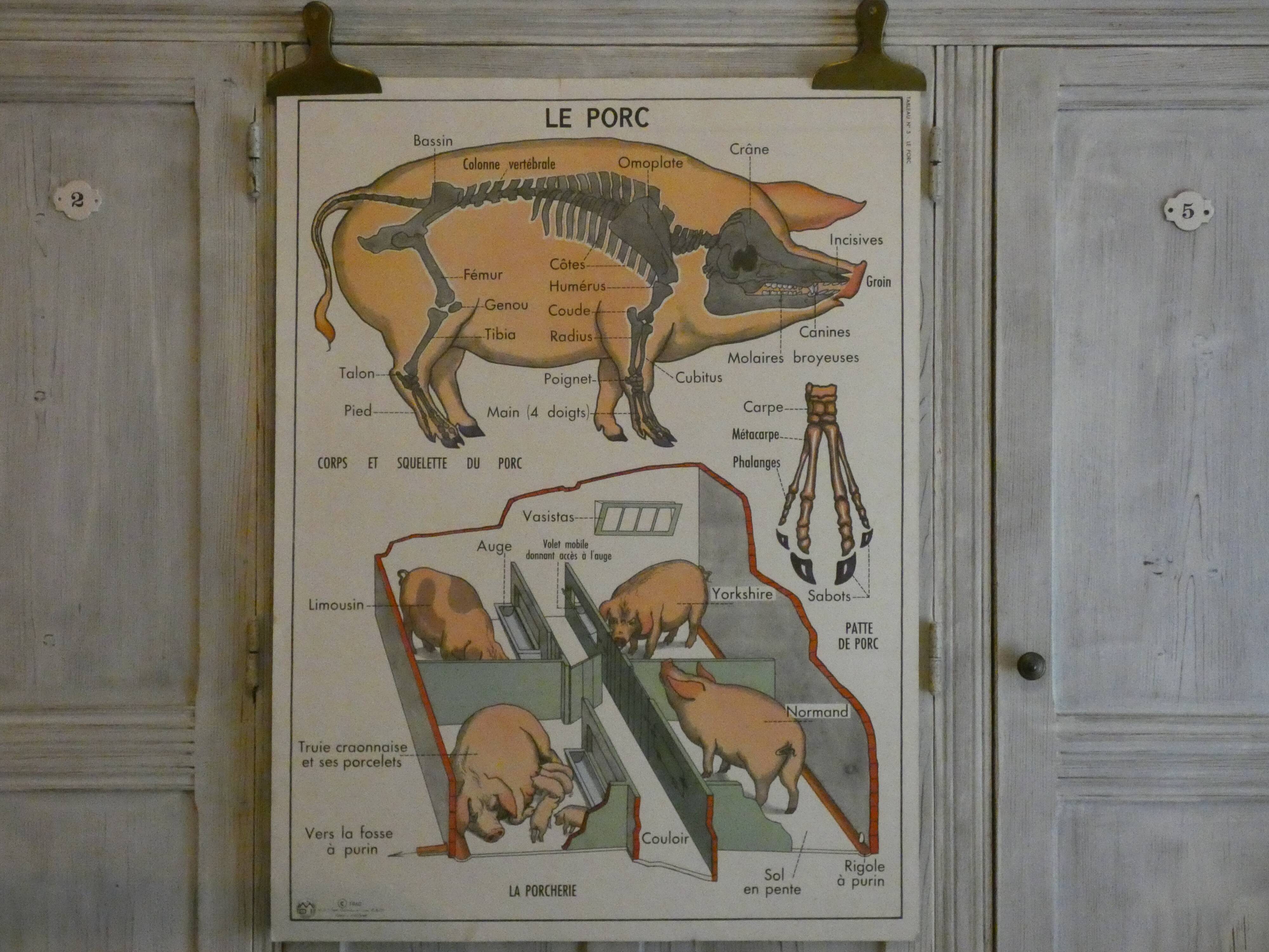 Affiche scolaire Rossignol