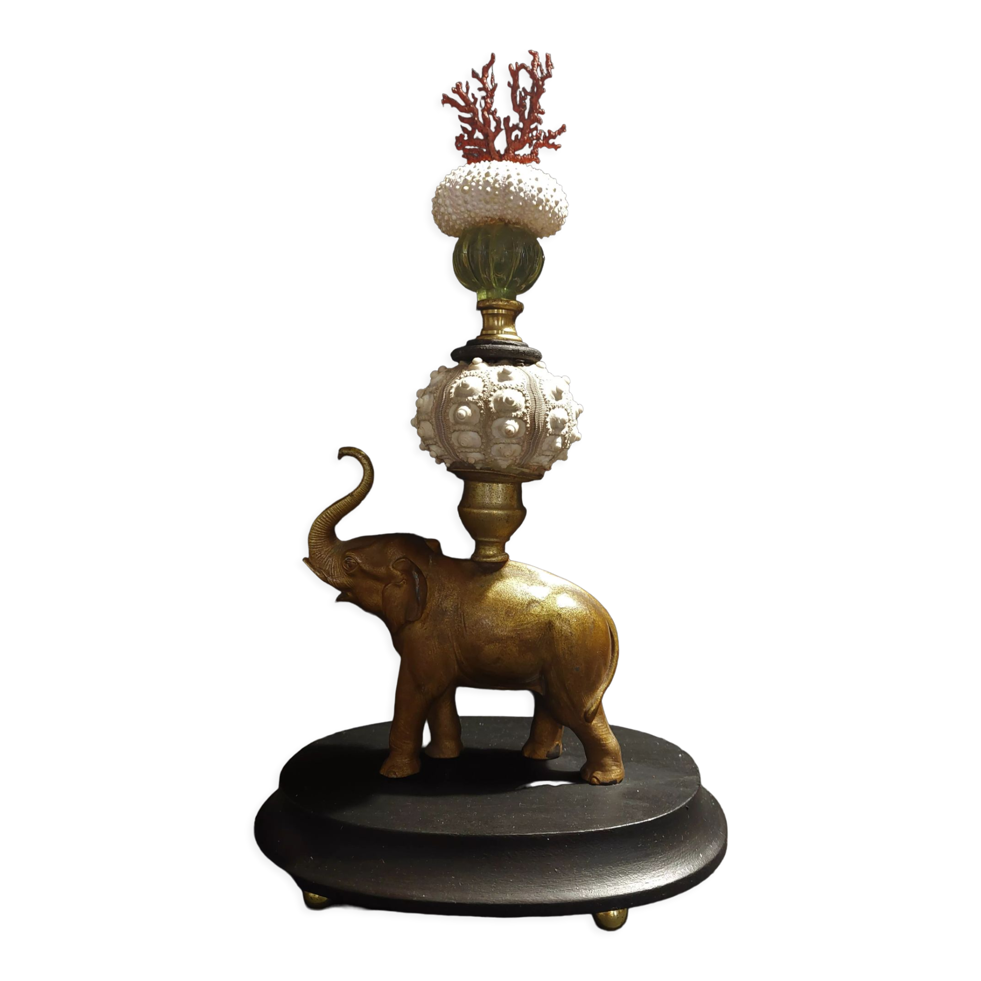 Cabinet of Curiosities composition with sea urchins and gorgon paramuricea clavata