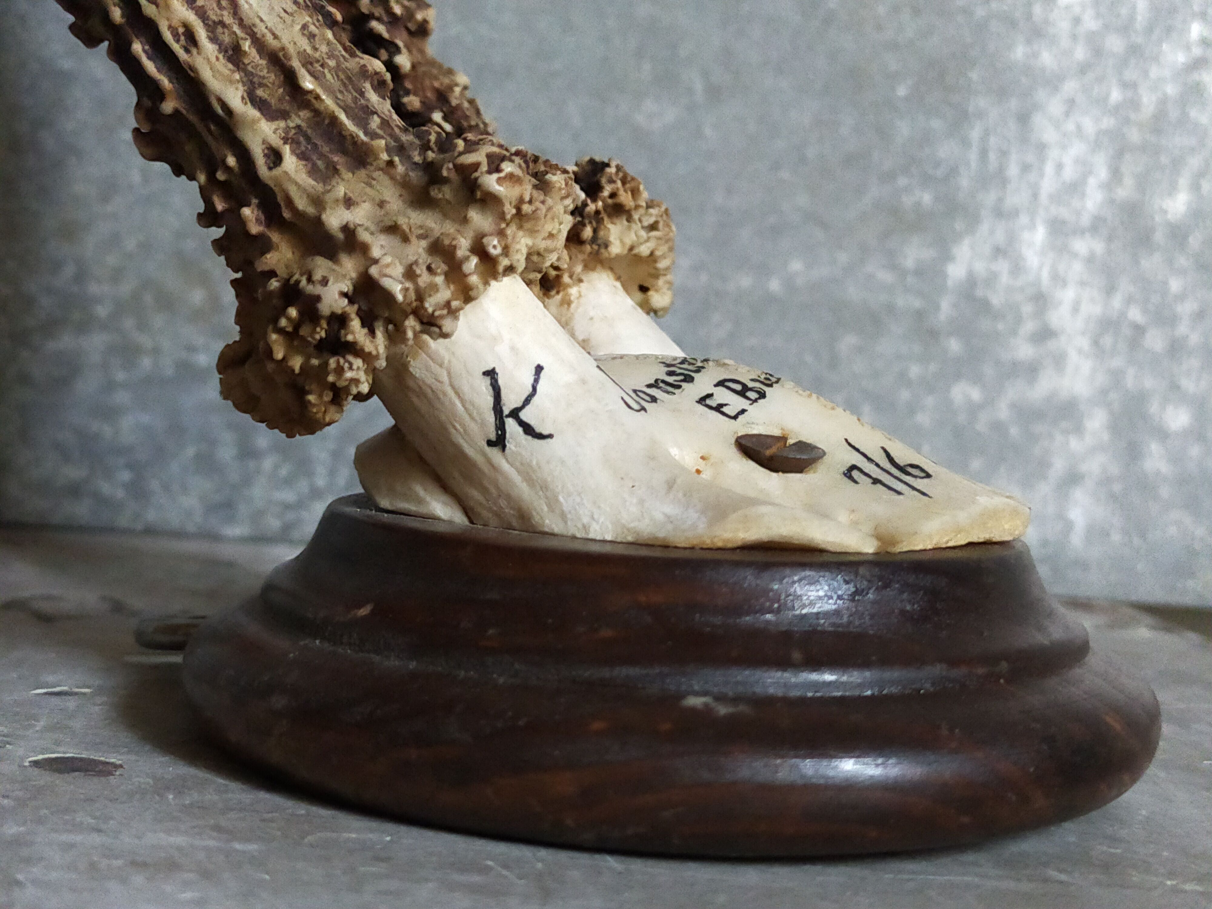 Vintage Scandinavian Hunting Trophy