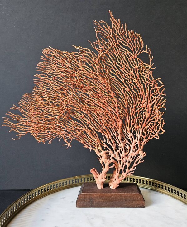 Gorgone Rouge Socle en bois. H : 32 cm   Objet de Décoration & Curiosité