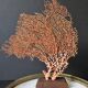 Red Gorgon Wooden Base. H: 32 cm | Decorative Object & Curiosity