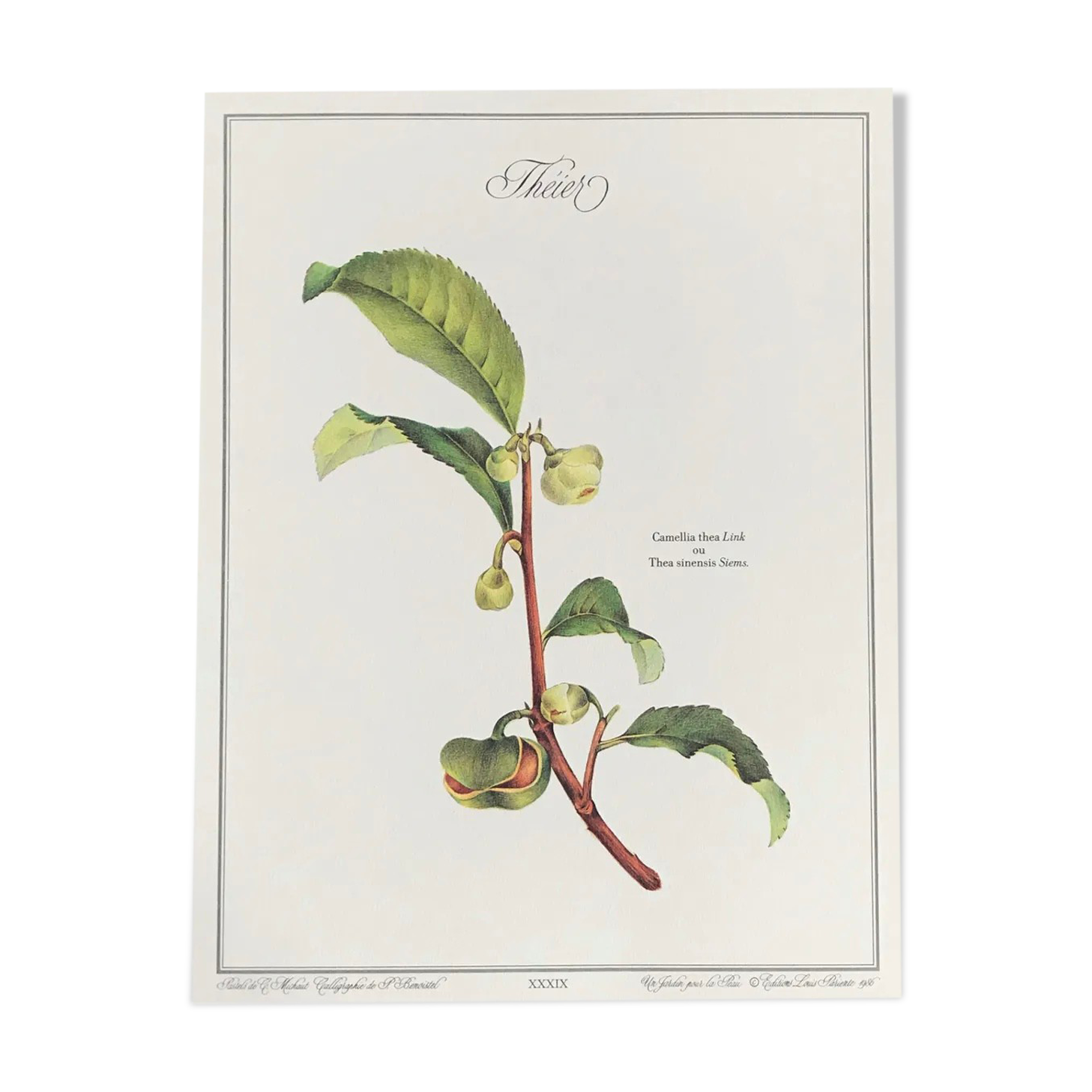 Planche botanique le théier