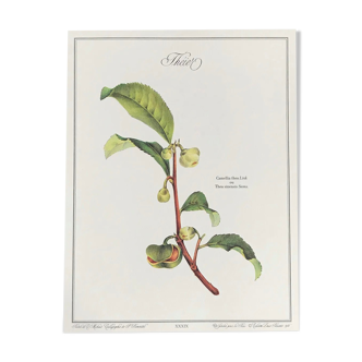 Planche botanique le théier