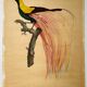 Large antique ornithological print after Barraband