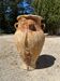 Ancient terracotta pottery jar from the 19th century