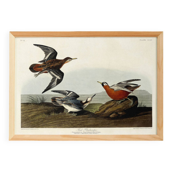 Affiche sur le Phalarope à bec large, d’après une gravure ancienne de 1827.
