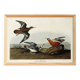 Poster about the Broad-beaked Phalarope, based on an old engraving from 1827.