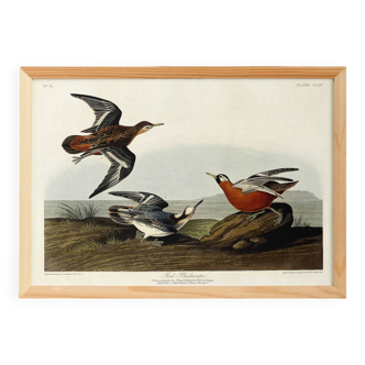 Poster about the Broad-beaked Phalarope, based on an old engraving from 1827.