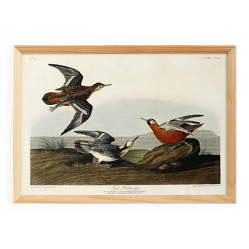 Poster about the Broad-beaked Phalarope, based on an old engraving from 1827.