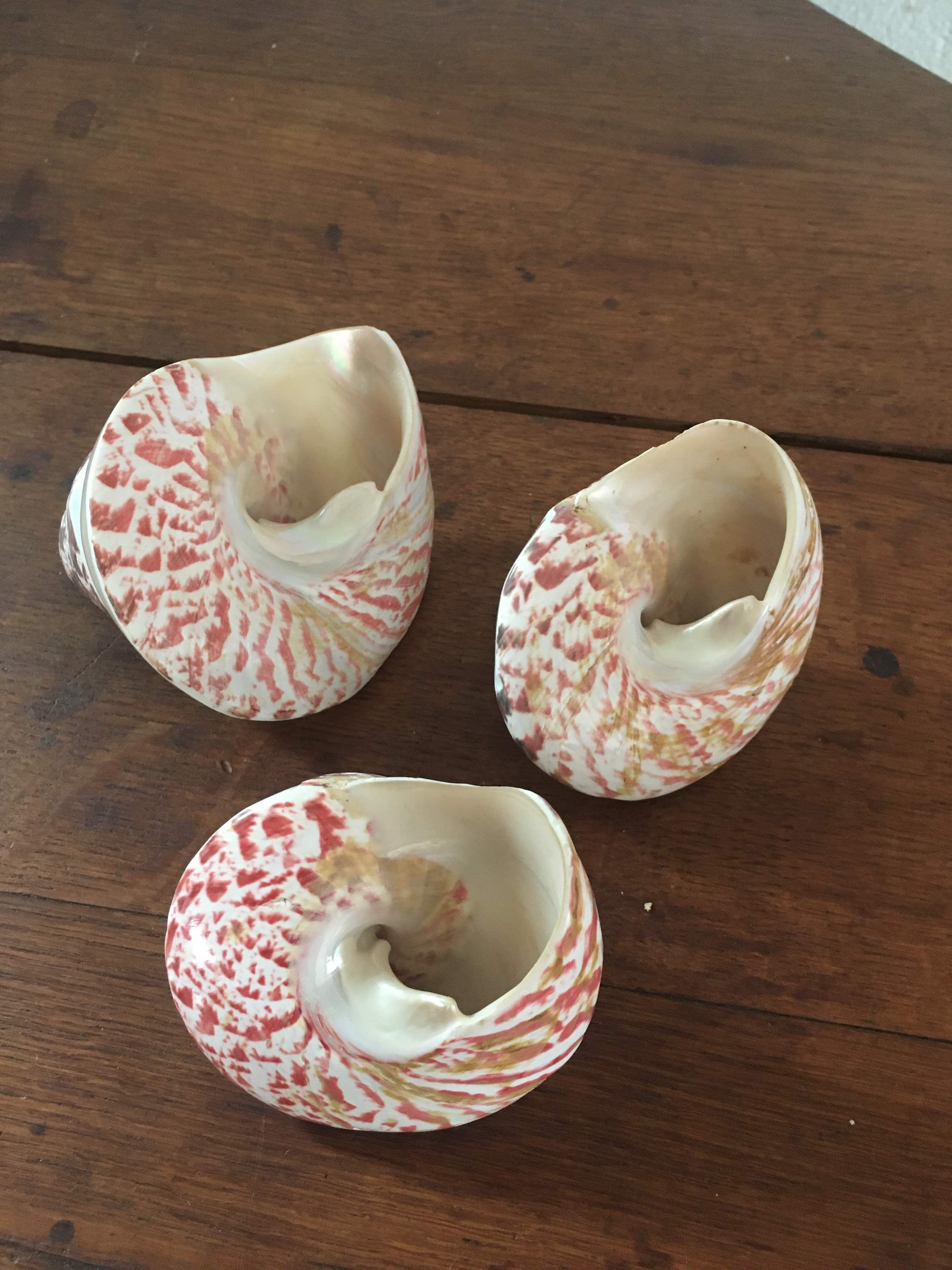 Lot 3 trocas gasteropod shells.