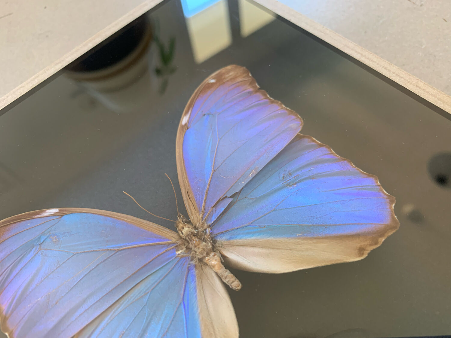 Butterfly naturalized iridescent under glass 16x16cm