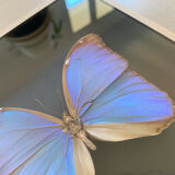 Butterfly naturalized iridescent under glass 16x16cm