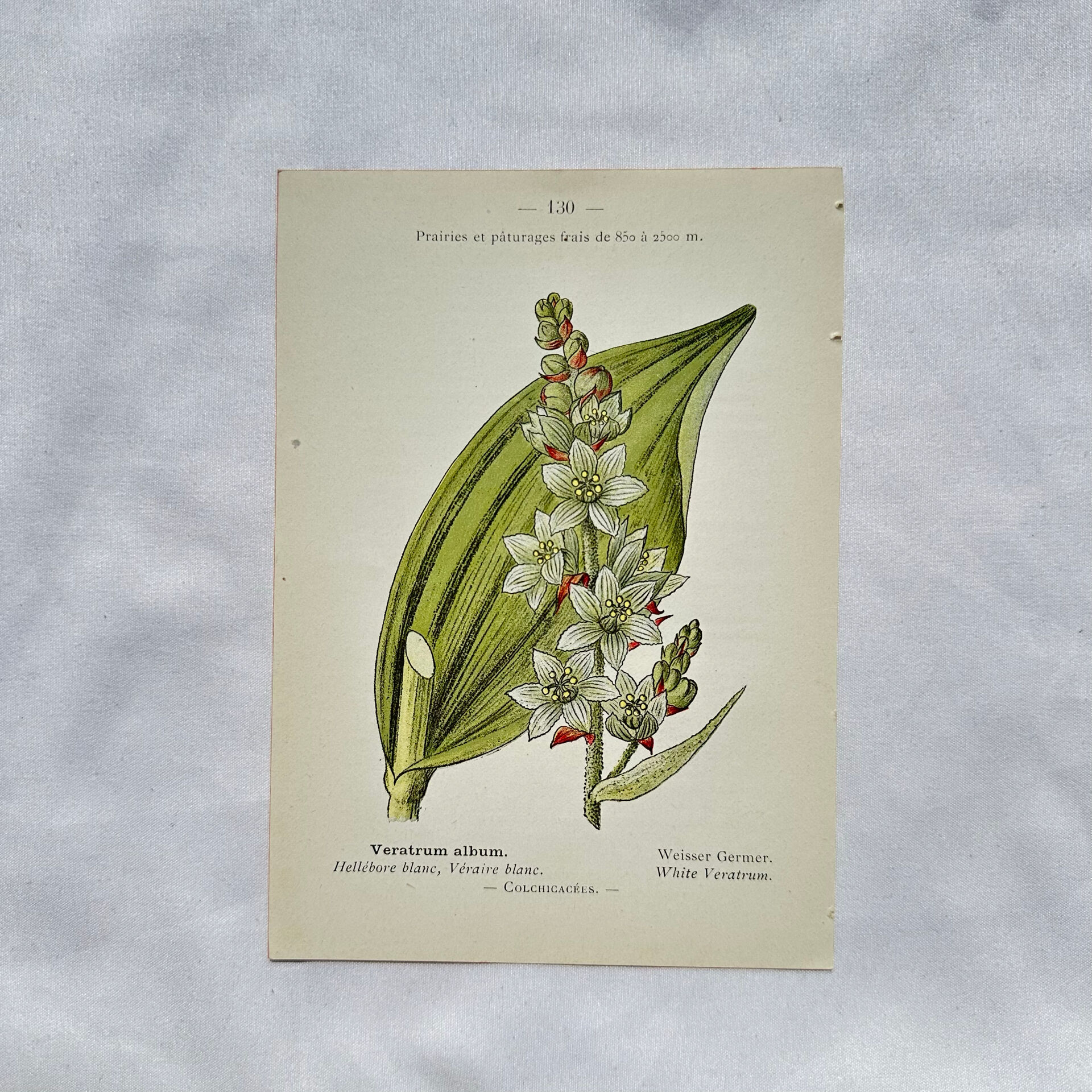 Old Botanical Engraving, "White Hellebore & Dwarf Juniper", Herbie