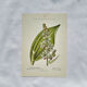 Old Botanical Engraving, "White Hellebore & Dwarf Juniper", Herbie