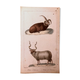Lithograph late 19th watercolor animals