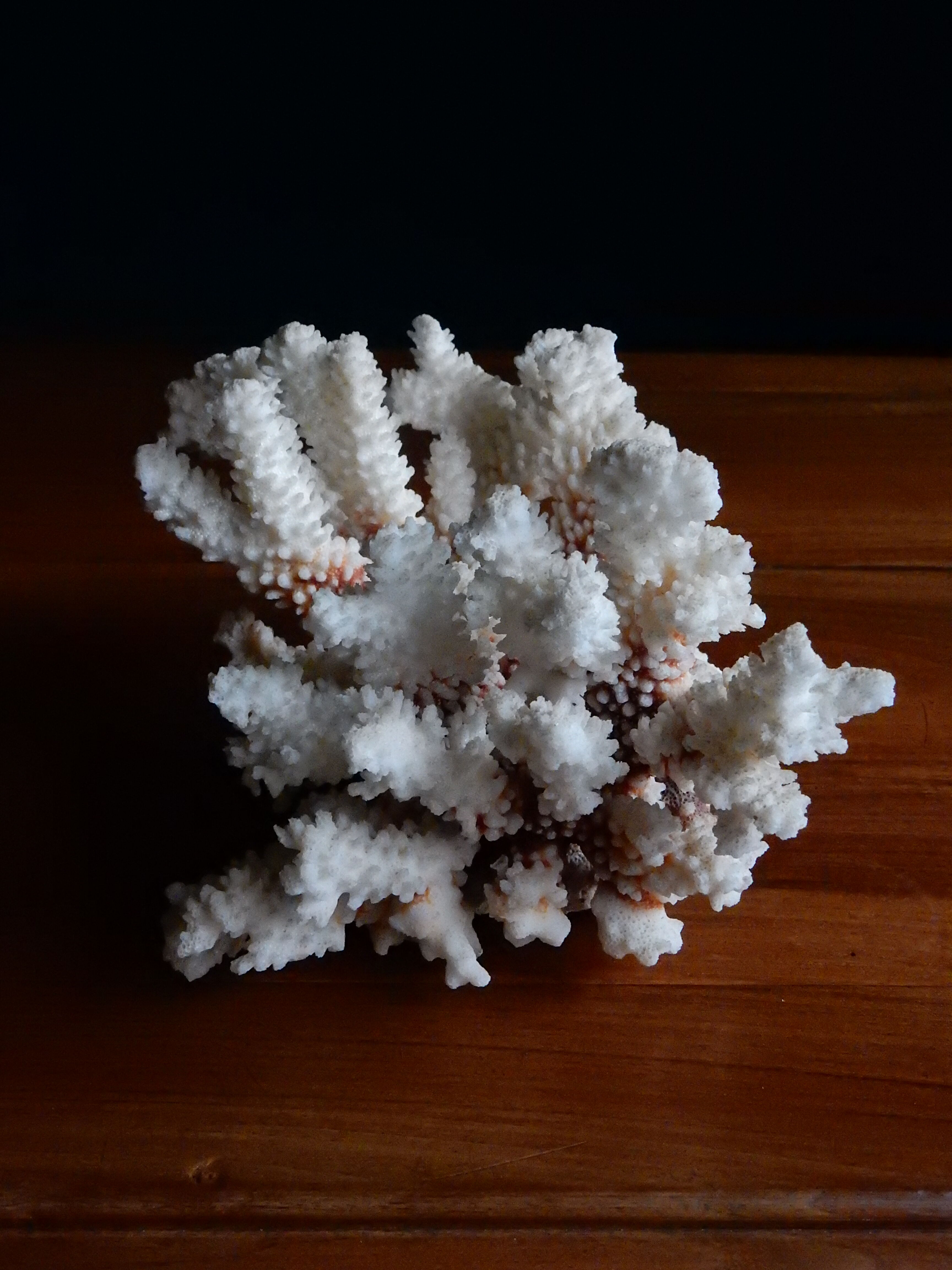 Ancient white coral from the 70s