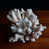 Ancient white coral from the 70s