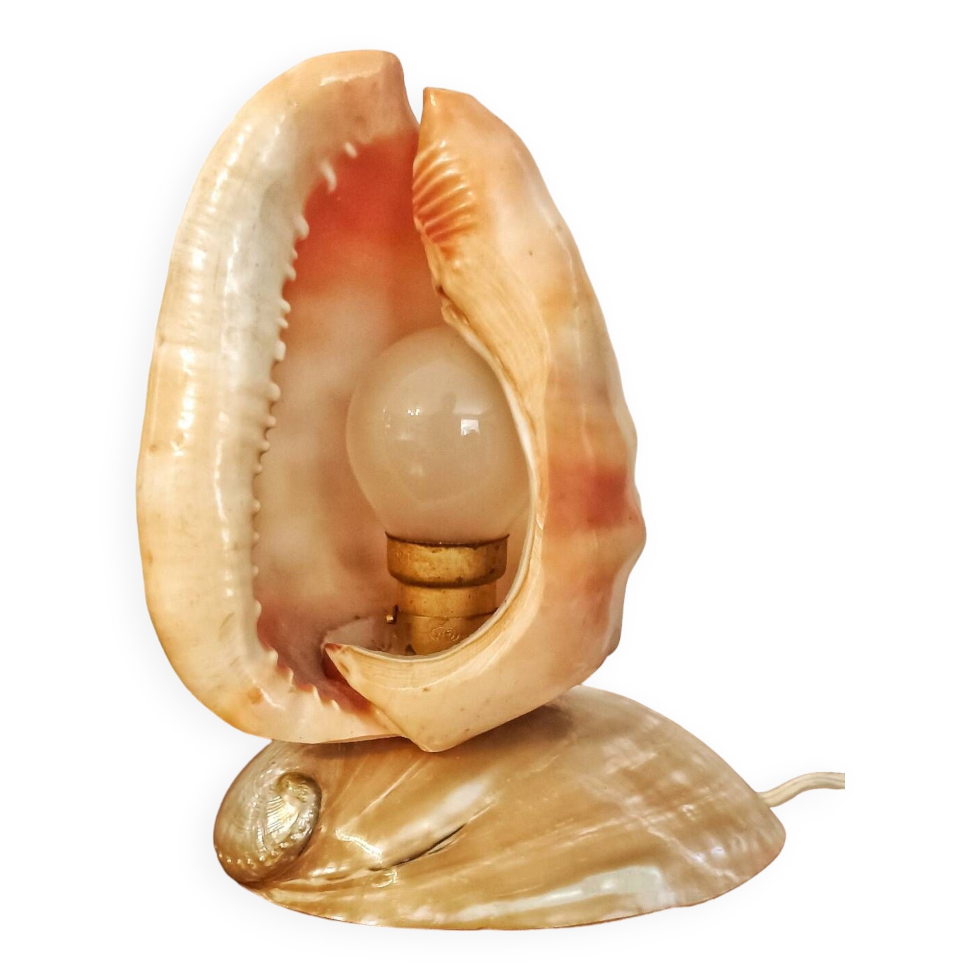 Shell lamp