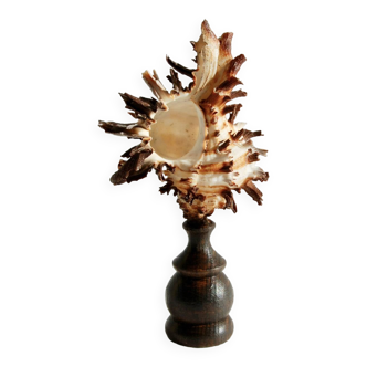 Hexaplex Cichoreum shell on turned wooden base, old cabinet of curiosities on foot